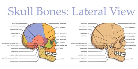 Back Of Skull Anatomy Labeled / How To Create Your Own Labeled ...