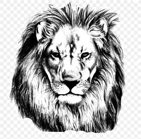 Lion Drawing Pencil Sketch, PNG, 1669x1643px, Lion, Art, Art Museum ...