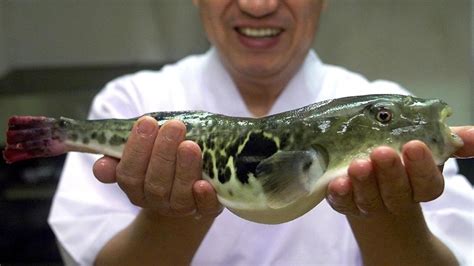 Alerta por venta de pez globo tóxico en Japón - Libertad de Expresión ...