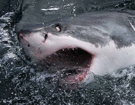 Great white sharks do not have eyelids. Their eyes roll into the back of their heads when ...