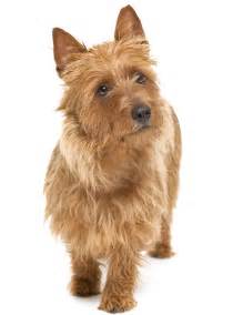 Australian Terrier - Dog Breed Guide