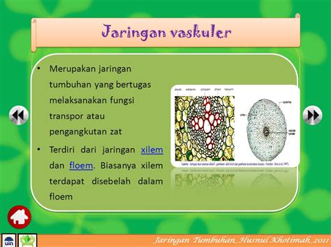 Unduh 89 Gambar Jaringan Vaskuler Terbaru - Info Gambar