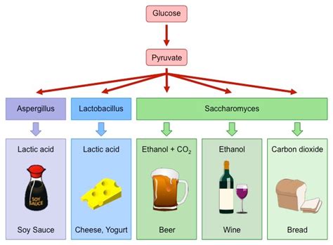 F4 Microbes and Food Production | BioNinja