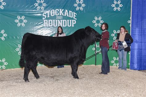 Junior Shows - Canadian Angus Association