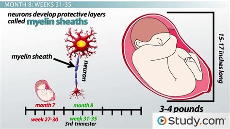 Third Trimester Fetal Development - Video & Lesson Transcript | Study.com