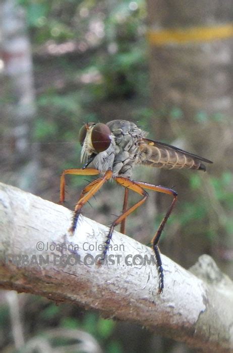 Robber fly - The Urban Ecologist