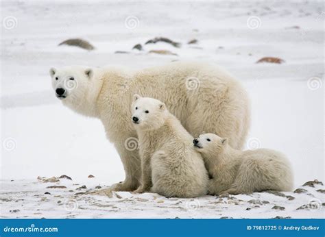 Polar Bear with a Cubs in the Tundra. Canada Stock Image - Image of blizzard, fauna: 79812725