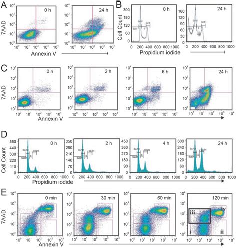 Keratinocytes undergoing suspension-induced terminal differentiation do... | Download Scientific ...