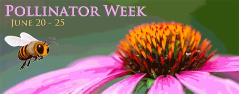 Pollinator Week June 20 to 25! - Edge Of The Woods Native Plant Nursery ...