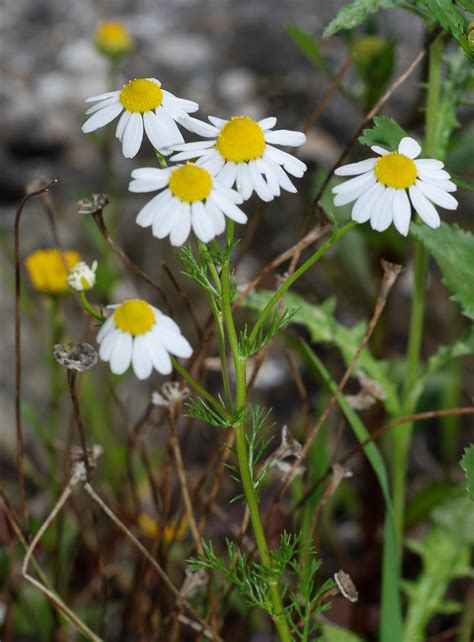 foodfarmhealth: The Many Types of Chamomile