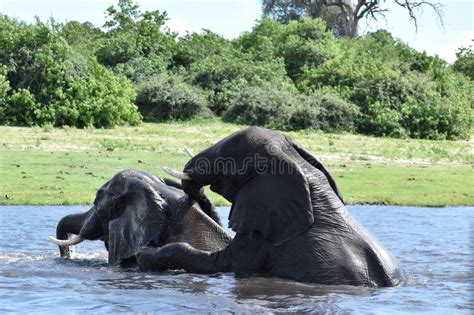 Scene from a Safari in Victoria Falls Near Zambia and Zimbabwe Stock ...