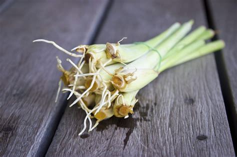 Rooting Lemongrass In Water: Tips On Propagating A Lemongrass Plant | Gardening Know How