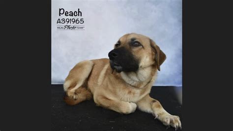 Montgomery County Animal Shelter – Animals Received 12/27/23 ...