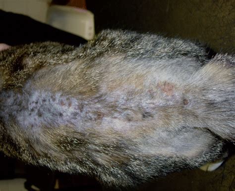 45 Best Photos Miliary Dermatitis Cats Images : Allergy In Cats Miliary Dermatitis Feline ...