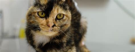 melanoma in cats symptoms - Eveline Nabors