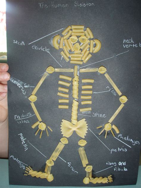 Pasta Skeletons | Relief teaching ideas, Science for kids, Skeleton craft