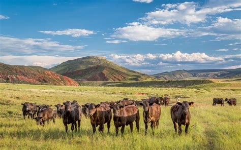 Symbiosis: Nature's Orchestra | Rafter W Ranch | Colorado Grass Fed Beef, Lamb, Poultry, Produce