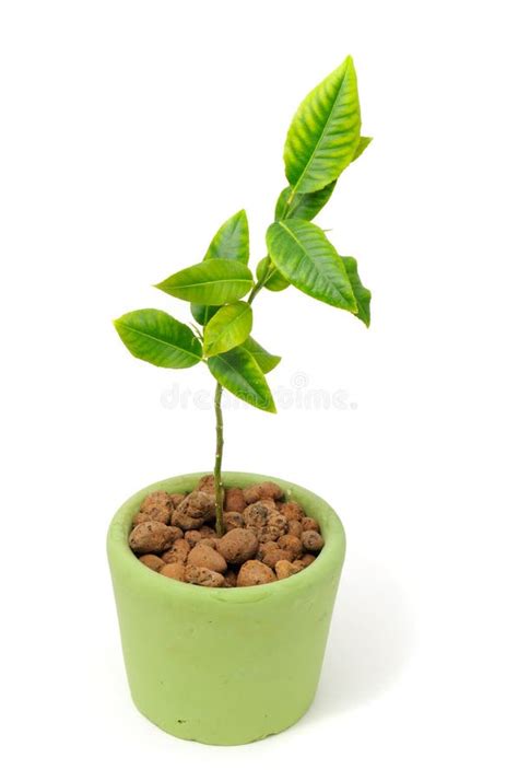 Little Lemon Tree in Pot stock photo. Image of closeup - 18829444