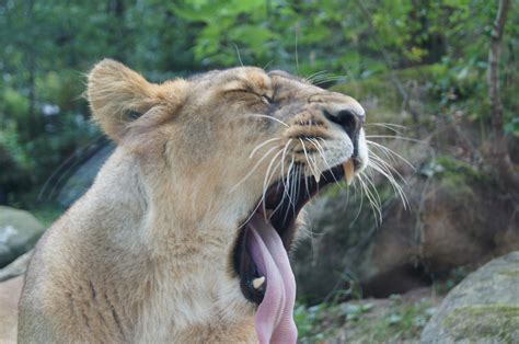 Free Images : wildlife, zoo, mane, fauna, lion, whiskers, animals ...