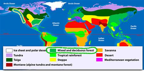 2a3 Temperate Forests – biotas