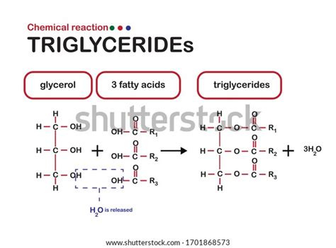 764 Triglyceride Structure Images, Stock Photos & Vectors | Shutterstock