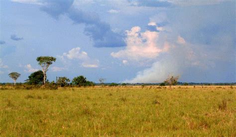 The Llanos: Mosaic of Grassland Plains & Ecological Diversity | LAC Geo