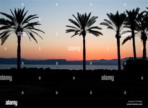 Israel palm trees hi-res stock photography and images - Alamy