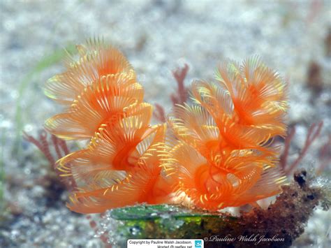 Phoronopsis californica California Horseshoe Worm, Golden Phoronid, California Phoronid