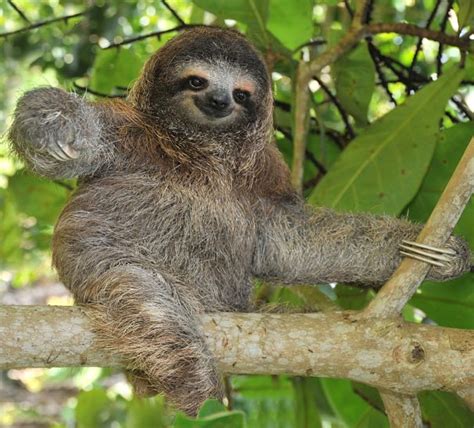 Sloth Facts - Animal Facts Encyclopedia