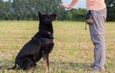 How To Train A Stubborn Dog To Sit