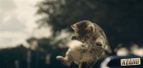 Flying Kitten GIFs - Find & Share on GIPHY