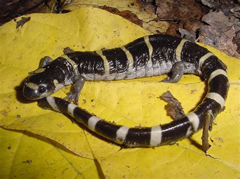 RingedSalamander