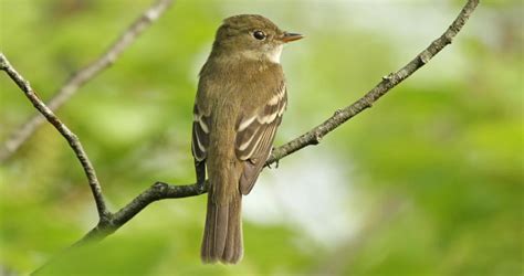 Alder Flycatcher Identification, All About Birds, Cornell Lab of Ornithology