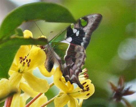 Graphium weiskei (Purple Spotted Swallowtail) | Kumul Lodge,… | Flickr