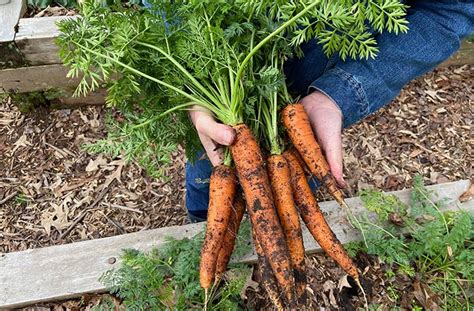 How Do I Grow Carrots | Planting & Care Guide | joegardener®