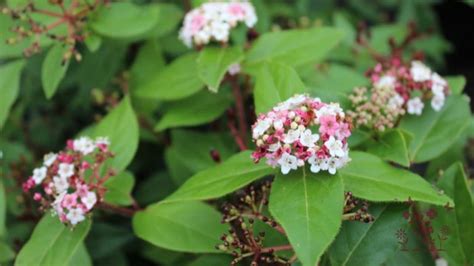 My Top 12 Fast Growing Evergreen Shrubs for Shade (UK)