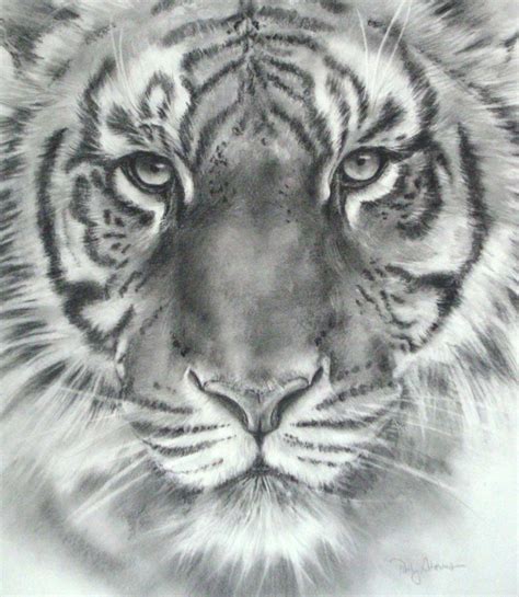 Tiger Face Sketch at PaintingValley.com | Explore collection of Tiger ...