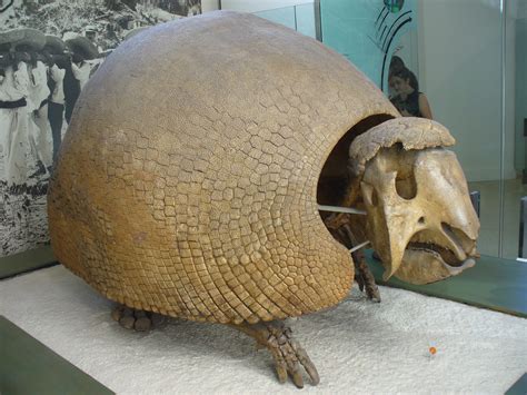 Glyptodon Facts, Habitat, Diet, Fossils, Pictures