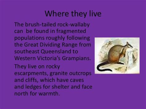 Brush tailed rock wallaby