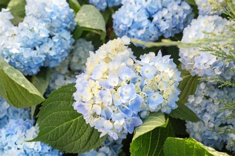 Hydrangeas & Coffee Grounds | Hunker