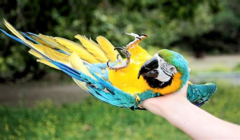 Selecting The Right Pet Bird For Kids | Today's Pet Inc. - Elkridge, MD