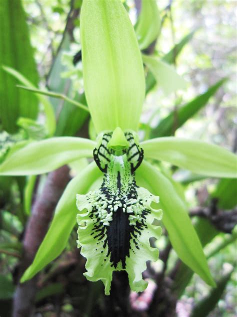 Mengenal Anggrek Hitam (Coelogyne Pandurata) Dari Hutan Kalimantan Dan ...