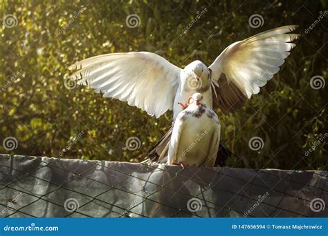 Copulation and Courtship of Decorative Pigeons. Male Decorative Pigeon ...