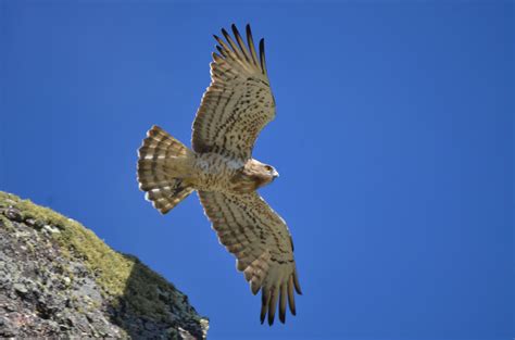 Ornitología en los Picos de Europa - WILDLIFE SPAIN