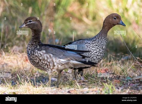 Harmony in Plumage: Male and Female Australian wood duck, maned duck or ...