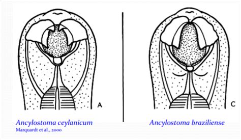 Ancylostoma Braziliense Morphology