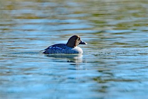 Common Goldeneye Duck, Female Stock Photo - Image of floating, common: 136416092