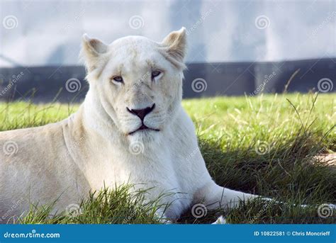 White Lioness Stock Image - Image: 10822581