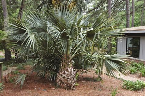 Sabal Birmingham COLD HARDY BIRMINGHAM PALMETTO Seeds #GRG03 - Seeds & Bulbs