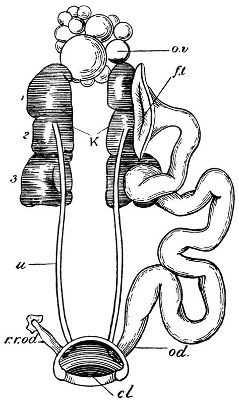 Female Pigeon Urogenital Organs | ClipArt ETC